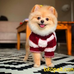 Irk Standartlarına Uygun Pomeranian Yetişkinlerimiz 2