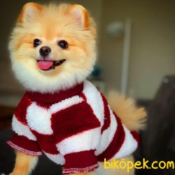 Irk Standartlarına Uygun Pomeranian Yetişkinlerimiz 3