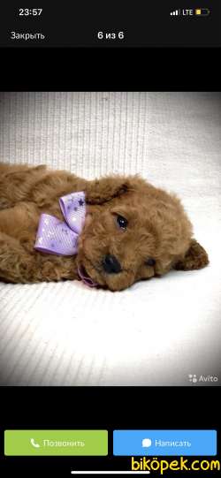 Irk Ve Boyut Garantili Toy Poodle Yavrular 3