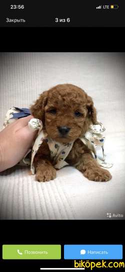 Irk Ve Boyut Garantili Toy Poodle Yavrular 1