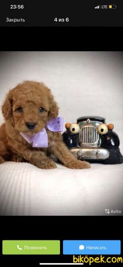 Irk Ve Boyut Garantili Toy Poodle Yavrular 2