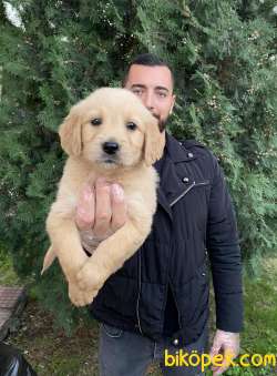 IRK VE SAĞLIK GARANTİLİ BABYFACE GOLDEN YAVRULARIMIZ 2