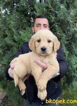 IRK VE SAĞLIK GARANTİLİ BABYFACE GOLDEN YAVRULARIMIZ 3