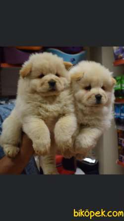 Irk Ve Sağlık Garantili ChowChow Bebekler 2