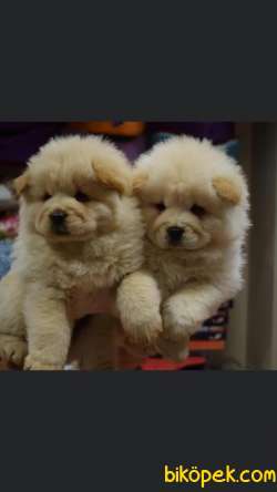 Irk Ve Sağlık Garantili ChowChow Bebekler 1