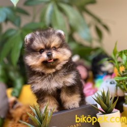 Irk Ve Sağlık Garantili Black&Tan Ender Renk Pomeranian Boo Yavru 3