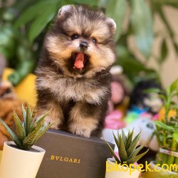 Irk Ve Sağlık Garantili Black&Tan Ender Renk Pomeranian Boo Yavru 1