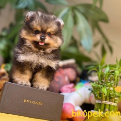 Irk Ve Sağlık Garantili Black&Tan Ender Renk Pomeranian Boo Yavru 2