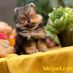 Irk Ve Sağlık Garantili Black&Tan Ender Renk Pomeranian Boo Yavru 4
