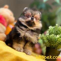 Irk Ve Sağlık Garantili Black&Tan Ender Renk Pomeranian Boo Yavru 5