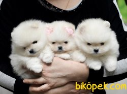 Irk Ve Sağlık Garantili Boo Pomeranian Yavrular 1