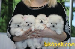 Irk Ve Sağlık Garantili Boo Pomeranian Yavrular 3