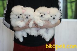 Irk Ve Sağlık Garantili Boo Pomeranian Yavrular 2