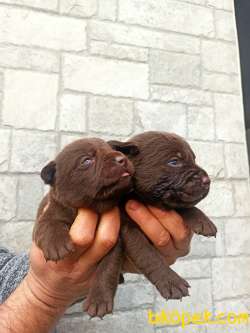 Irk Ve Sağlık Garantili Çikolata Rengi Labrador Yavrular 2