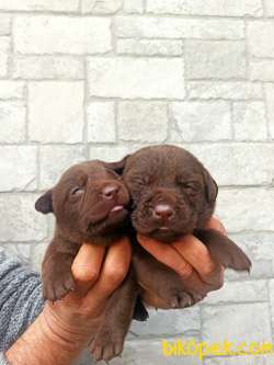 Irk Ve Sağlık Garantili Çikolata Rengi Labrador Yavrular 4
