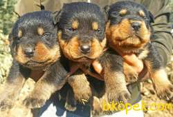 Irk Ve Sağlık Garantili Dişi Rottweiler Yavrular 2