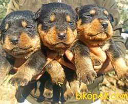 Irk Ve Sağlık Garantili Dişi Rottweiler Yavrular 1