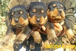 Irk Ve Sağlık Garantili Dişi Rottweiler Yavrular 3