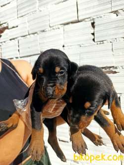 Irk Ve Sağlık Garantili Doberman Yavrular 4