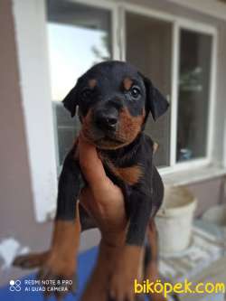 Irk Ve Sağlık Garantili Doberman Yavrular 1