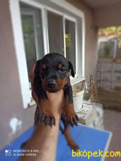 Irk Ve Sağlık Garantili Doberman Yavrular 2