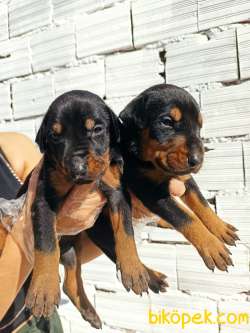 Irk Ve Sağlık Garantili Doberman Yavrular 1
