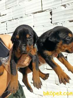 Irk Ve Sağlık Garantili Doberman Yavrular 2