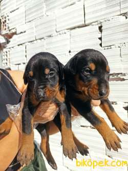 Irk Ve Sağlık Garantili Doberman Yavrular 3