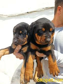 Irk Ve Sağlık Garantili Doberman Yavrular 1