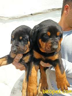 Irk Ve Sağlık Garantili Doberman Yavrular 2