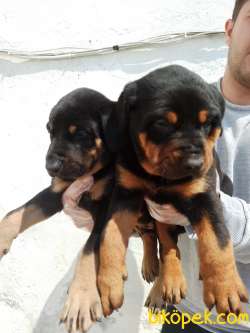 Irk Ve Sağlık Garantili Doberman Yavrular 5