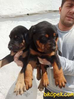 Irk Ve Sağlık Garantili Doberman Yavrular 4