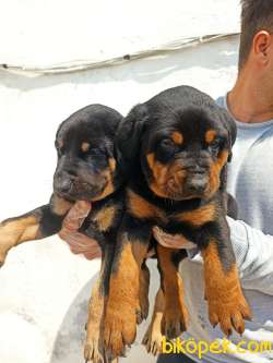Irk Ve Sağlık Garantili Doberman Yavrular 3