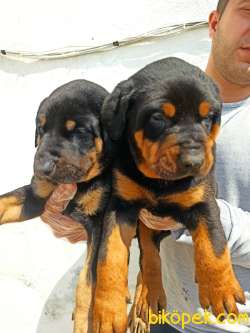 Irk Ve Sağlık Garantili Doberman Yavrular 1