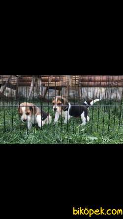 Irk Ve Sağlık Garantili Elizabeth Beagle 4