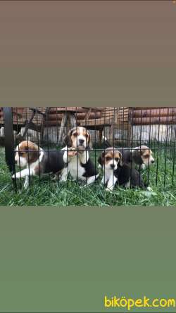 Irk Ve Sağlık Garantili Elizabeth Beagle 3