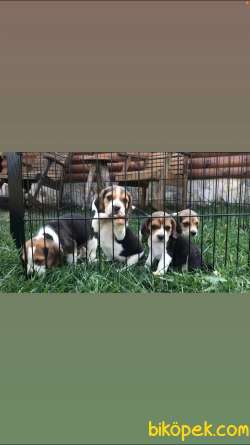 Irk Ve Sağlık Garantili Elizabeth Beagle 5