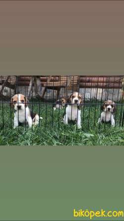 Irk Ve Sağlık Garantili Elizabeth Beagle 1