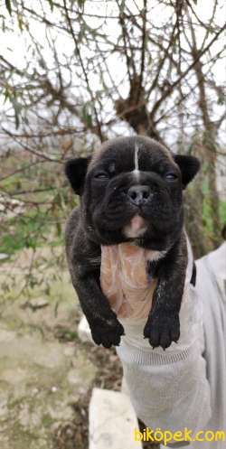 Irk Ve Sağlık Garantili Fransız Bulldog Yavrular 2