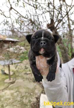 Irk Ve Sağlık Garantili Fransız Bulldog Yavrular 1