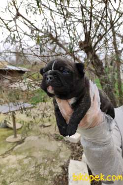 Irk Ve Sağlık Garantili Fransız Bulldog Yavrular 3