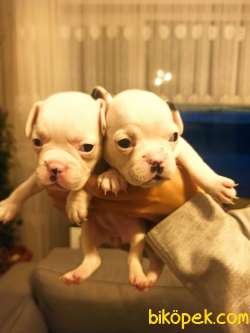 Irk Ve Sağlık Garantili Fransız Bulldog Yavrular 1