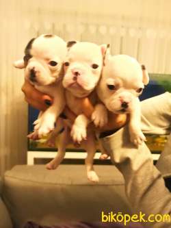 Irk Ve Sağlık Garantili Fransız Bulldog Yavrular 3