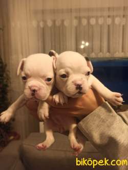 Irk Ve Sağlık Garantili Fransız Bulldog Yavrular 2