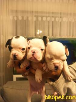 Irk Ve Sağlık Garantili Fransız Bulldog Yavrular 1