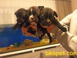 Irk Ve Sağlık Garantili Fransız Bulldog Yavrular 3