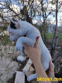 Irk Ve Sağlık Garantili Fransız Bulldog Yavrular 4
