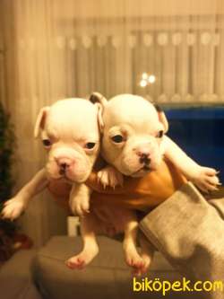 Irk Ve Sağlık Garantili Fransız Bulldog Yavrular 1