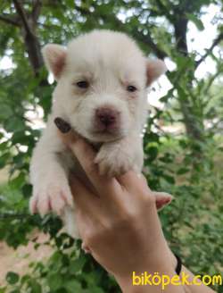 Irk Ve Sağlık Garantili Husky  Yavrular 3