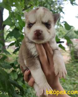 Irk Ve Sağlık Garantili Husky  Yavrular 2